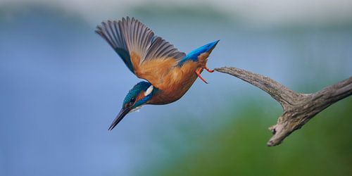 IJsvogel - Duikend naar vis vanaf een tak in panoramaformaat