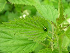 Piepklein torretje. von André Mesker