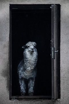 A llama, rather a fluffy alpaca, greets by standing in a dark doorway and welcoming you by Michael Semenov