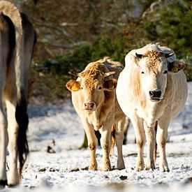 Nederlands winterlandschap van hesterheleen fotografie