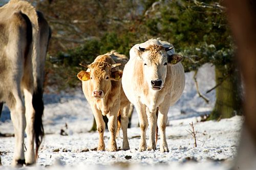 Nederlands winterlandschap