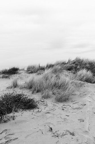 Dunes of Noordwijk in black and white