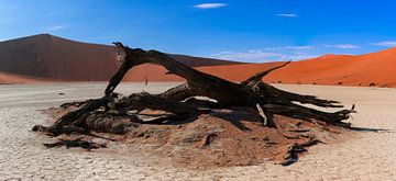 Geblakerd hout in de Deadvlei, Namibië van Rietje Bulthuis