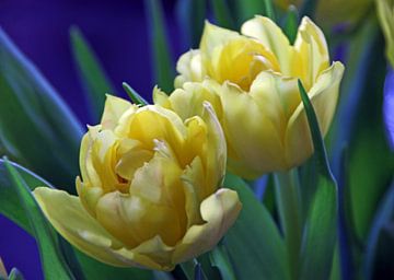 Gelbe Tulpen van Roswitha Lorz