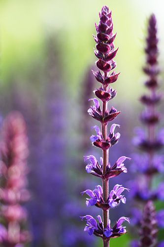 Close-up with depth of field of purple pink summer flowers