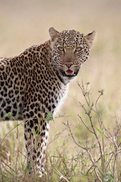 LP 71318877 Leopard (Panthera pardus) in Kenya, East Africa by BeeldigBeeld Food & Lifestyle