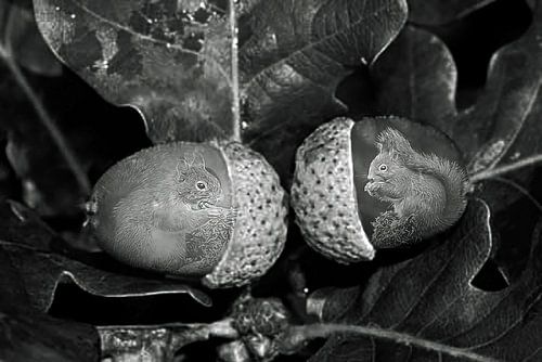 eekhoorntje-Squirrel-Écureuil-Eichhörnchen