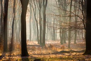 Zonnestralen in een bevroren bos op de Veluwe