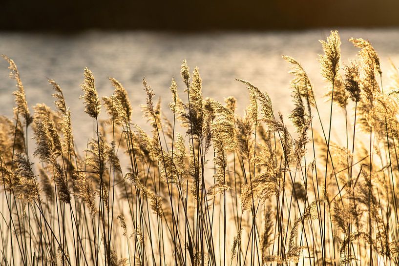 Wuivend gras van Dirk van Egmond