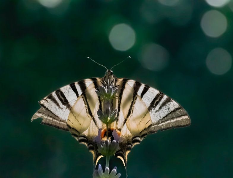 The butterfly spreads its wings by Robby's fotografie