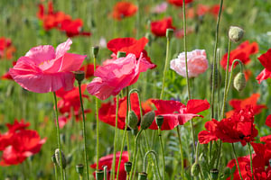 Een veld met felgekleurde roze en rode klaprozen