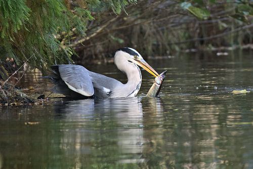 Blauwe reiger met vangst van de dag