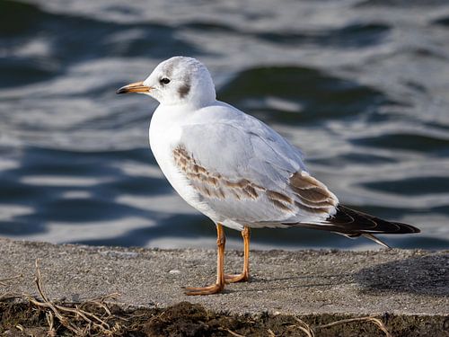 Young seagull on water