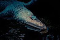 Amerikaanse alligator van Hennie Zeij thumbnail