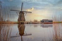 Kinderdijk - Moulin dans les roseaux
