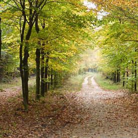 Herfst, lichtval, bos, natuur, veluwe van Gijs van Veldhuizen