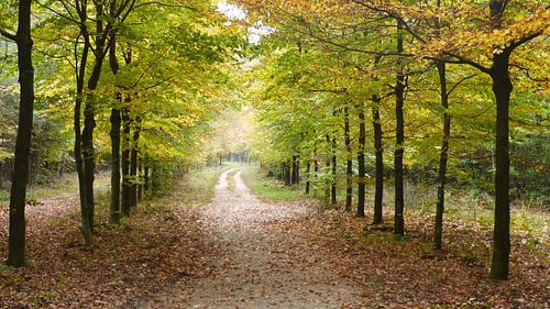 Herfst, lichtval, bos, natuur, veluwe