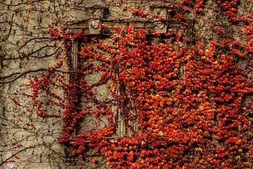 Rode Ivy bladeren in de herfst groeien op verlaten huis van Andreea Eva Herczegh