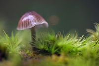 Mushroom in moss
