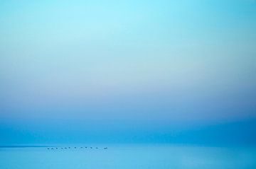Vögel fliegen bei Sonnenuntergang über dem Wattenmeer zwischen Lauwersoog und Schiermonnikoog von Marcel van Kammen