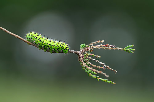 Hairy beauty ( De prachtige groene rups van de Nachtpauwoog op een takje heide)