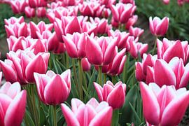 tulips in bloom in spring by Heiko Kueverling