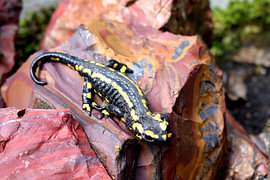 Fire salamander on red jasper by Helmut Martin - The Art of Stone - Steinkunst & Photographie