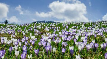 Meadow with blooming crocuses by Andreas Föll