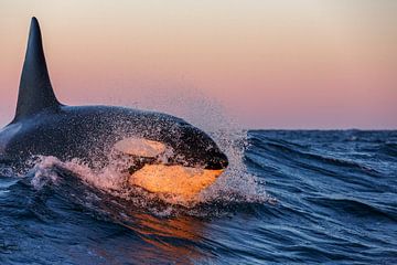 Orca surfing