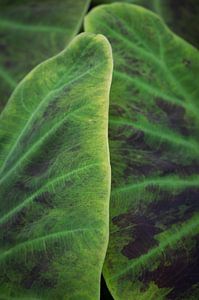 Weiche Textur auf einem grünen tropischen Blatt Kunstdruck - Naturfotografie