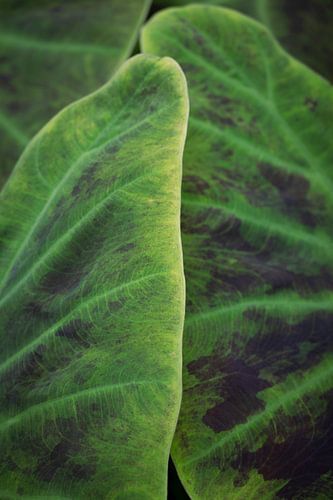 Botanisch groen tropisch blad art print - urban jungle natuur fotografie