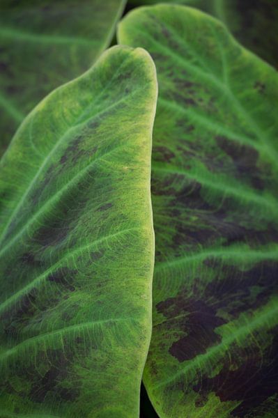 Soft texture on a green tropical leaf art print - nature photography by Christa Stroo photography