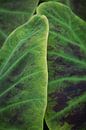 Soft texture on a green tropical leaf art print - nature photography by Christa Stroo photography thumbnail