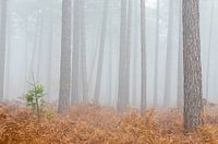 Dapper dennenboompjes staat trots tussen de grote reuzen in het mistige bos