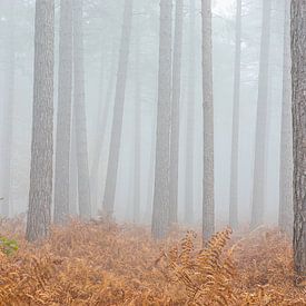 Dapper pine stands proudly among the big giants in the misty forest by Jan van der Vlies