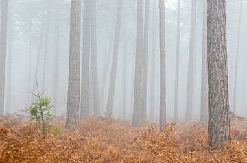 Dapper dennenboompjes staat trots tussen de grote reuzen in het mistige bos van Jan van der Vlies