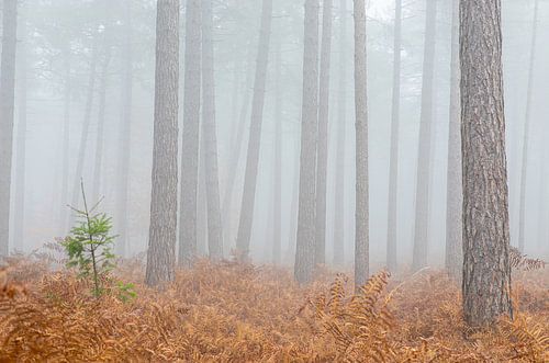 Le pin pimpant se dresse fièrement parmi les grands géants de la forêt brumeuse. sur Jan van der Vlies