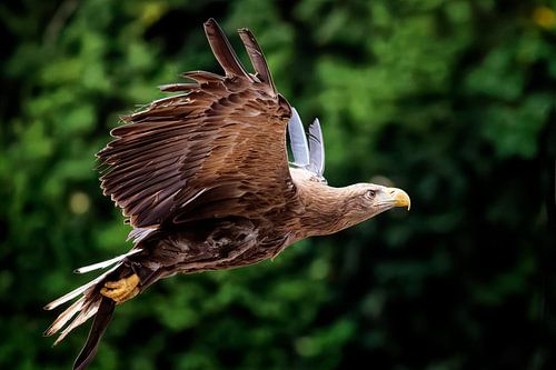 Zeearend in vlucht