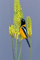 Venezuelan troupial Curaçao
