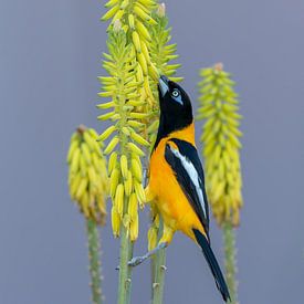 Venezuelan troupial Curaçao by Dennis en Mariska