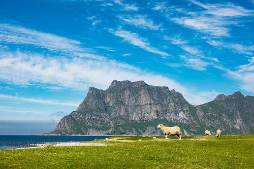 Utakleiv Beach auf den Lofoten in Norwegen