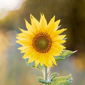 Sonnenblume von Petra Kroon