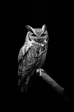 Uil van Poster Art Shop