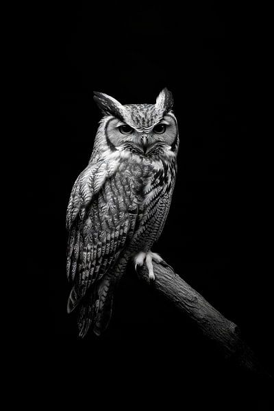 Eule von Poster Art Shop