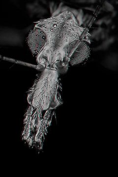 Langbeinige Stechmücke von Henk Egbertzen