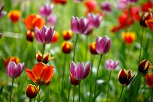 Bunt blühendeTulpen,  (Tulipa), Deutschland