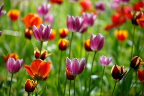 Bunt blühendeTulpen,  (Tulipa), Deutschland