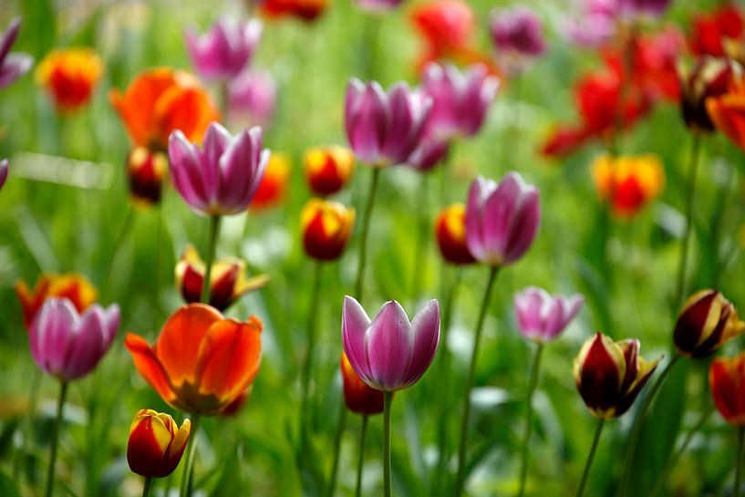 Colourful flowering tulips, (Tulipa), Germany by Torsten Krüger