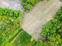 Jungle rice fields