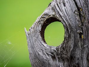 Auge im Baum